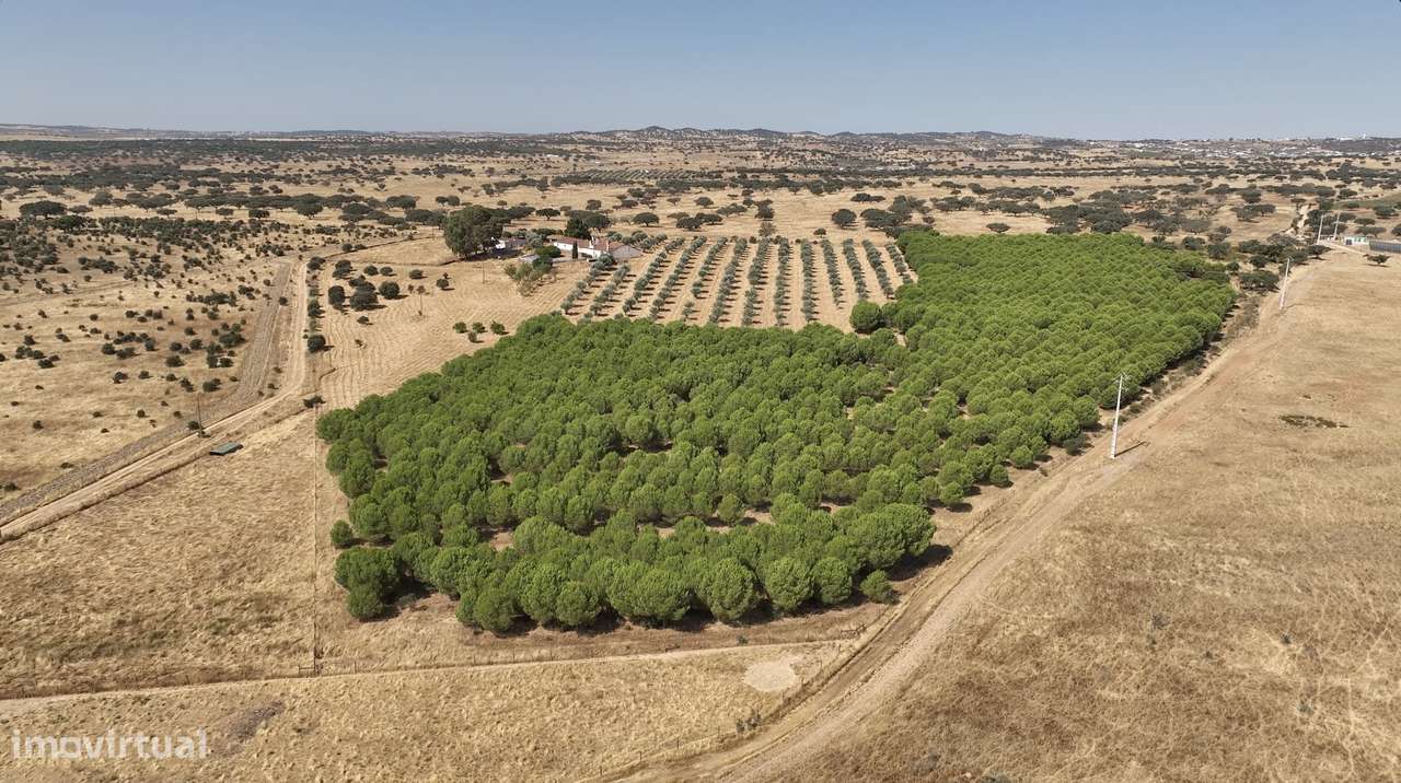 MONTE ALENTEJANO NO ALANDROAL, ÉVORA-10