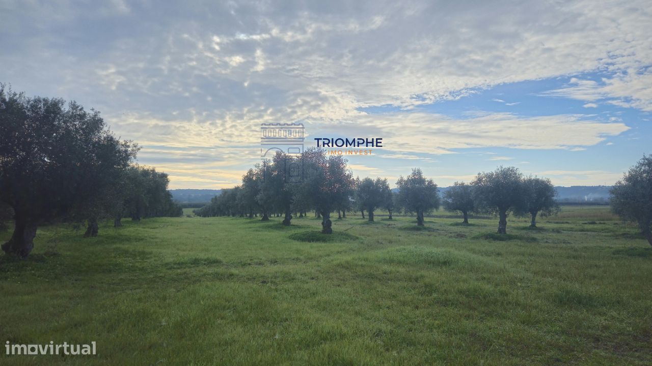 Terreno rústico 2.9000m2, Montalvo, Constância - Grande imagem: 1/8