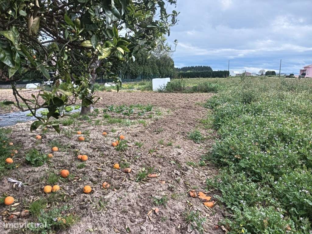 Fantástico terreno com 43m de frente -Ílhavo - Grande imagem: 5/9