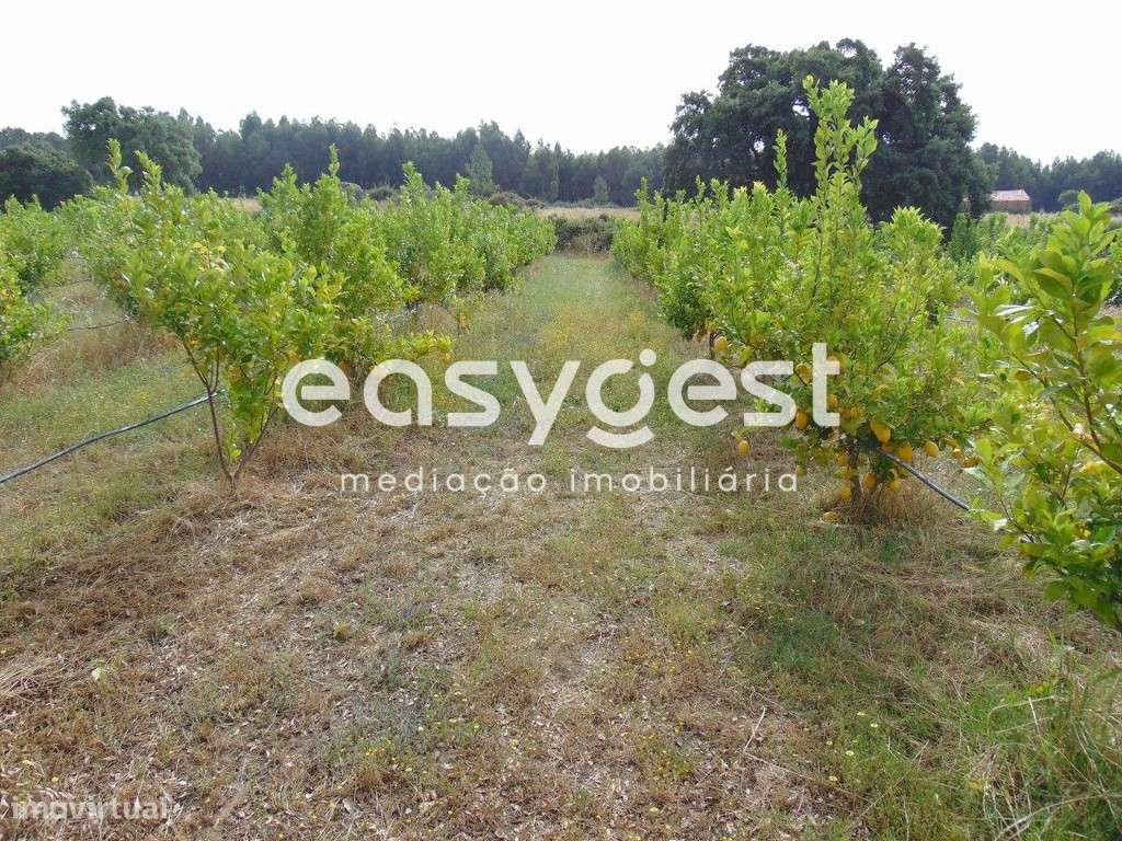 Quinta T0 de 5H situada em São Vicente da Beira, Castelo Branco - Grande imagem: 5/49