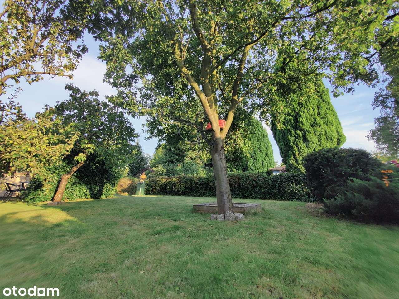 działka ROD „Kwiatkowskiego” w Gdyni – 290 m² z domkiem i nasadzeniami - Pełny obrazek: 4/10