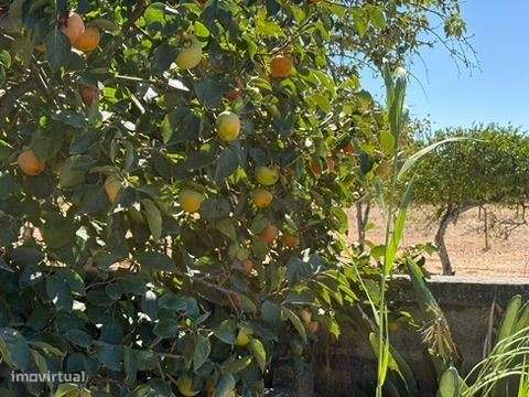 Terreno em zona Urbana com Cerca de 5.000 m² à Venda | Baixa de Pal...-19