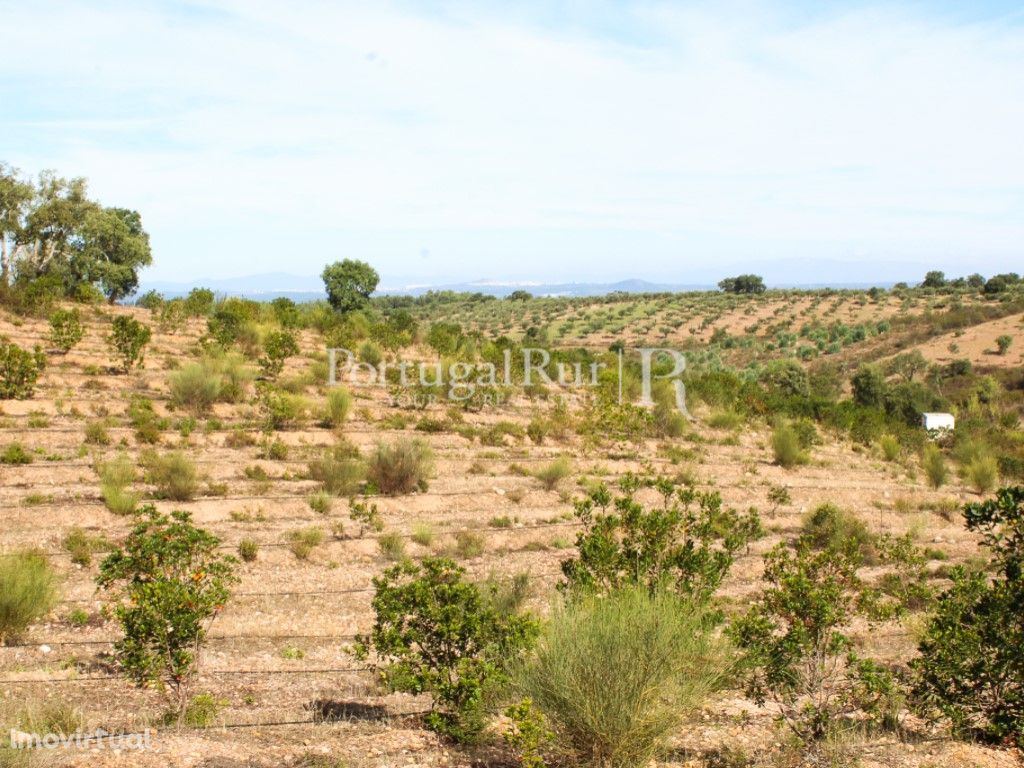 Terreno com 3,9 hectares em Malpica do Tejo