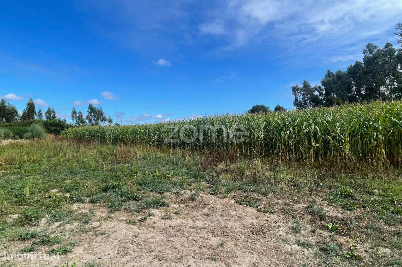 |Terreno| Cultivo | Válega| - Grande imagem: 4/15