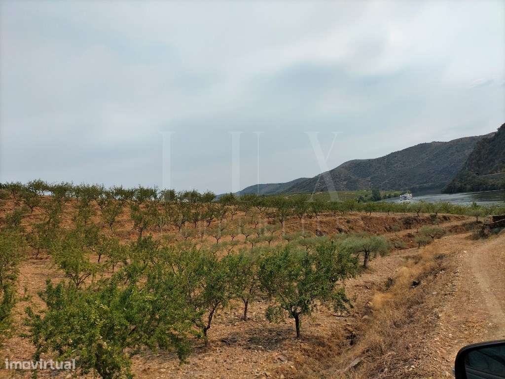 QUINTA DE 12Ha COM FRENTE DE RIO NO DOURO INTERNACIONAL - Grande imagem: 5/30