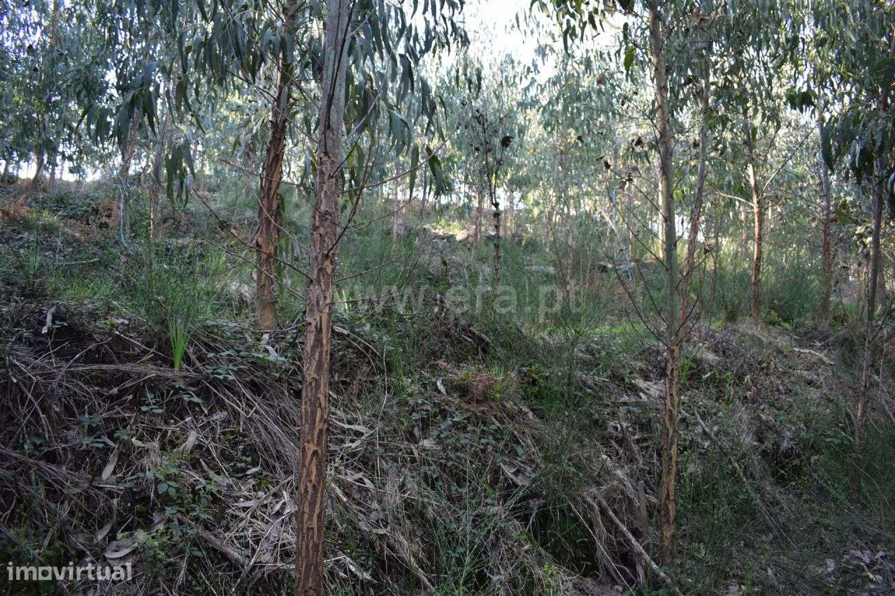 Terreno - Grande imagem: 4/20