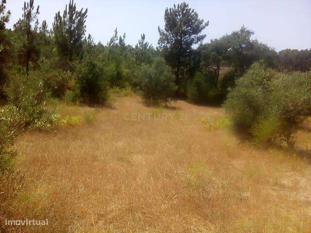 Terreno Rústico, Salgueiro do Campo - Grande imagem: 5/7
