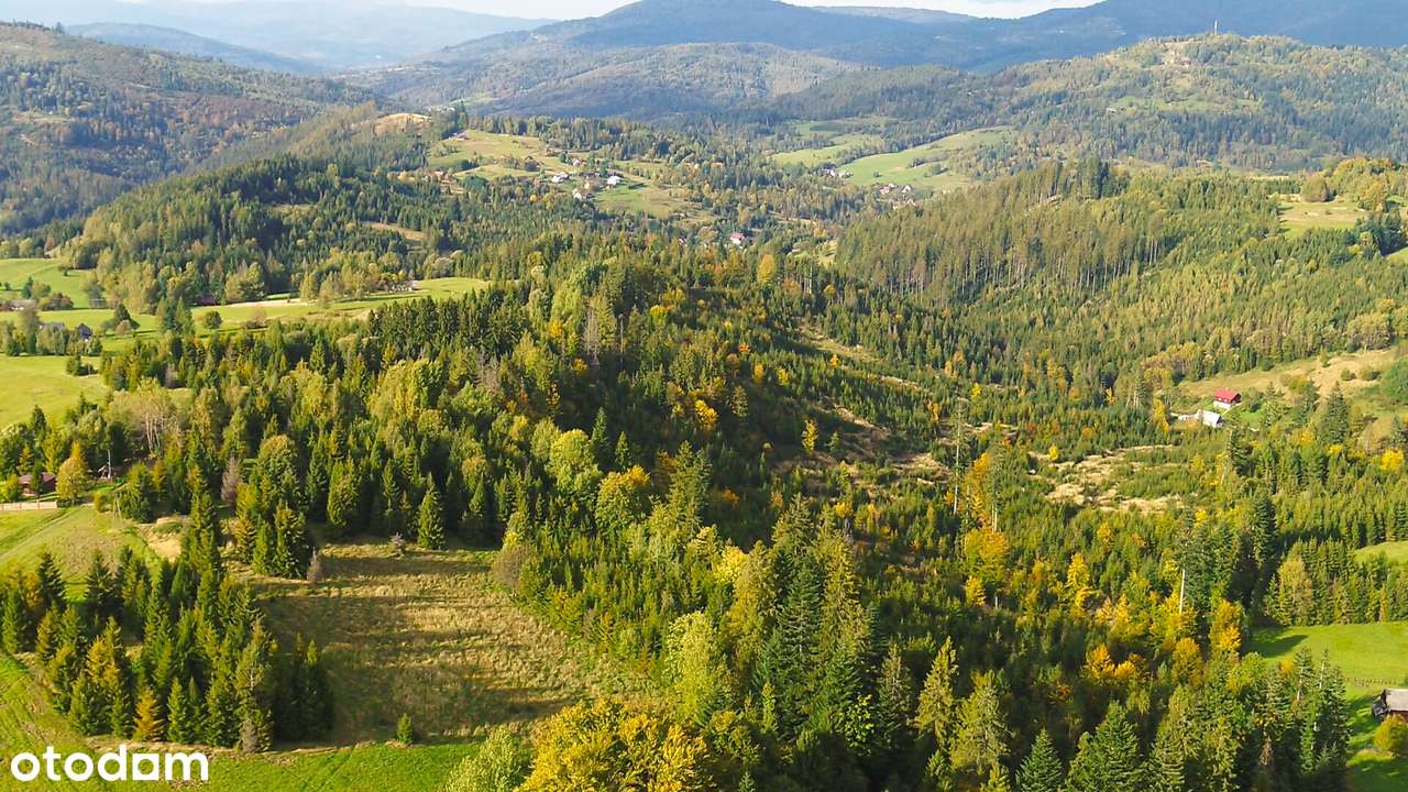 Dz. o pow. 1287m2 lub 2431m2 lub 2577m2, a może o pow. 6295m2 - Pełny obrazek: 5/5