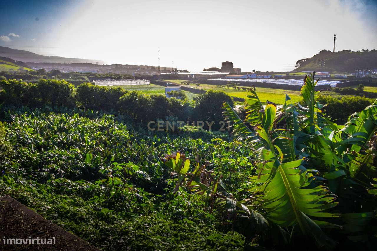Propriedade Única com Estufas de Ananases e Potencial Urbano — Abelhei - Grande imagem: 4/27