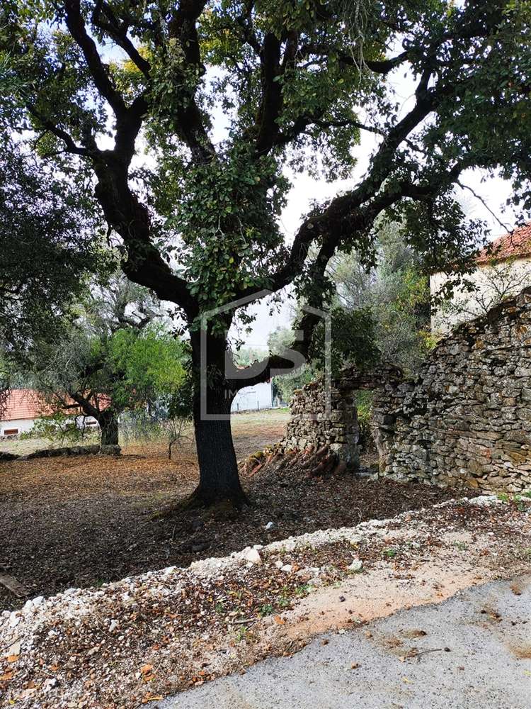 Moradia T3 com terreno de 2640 m² - Grande imagem: 4/14