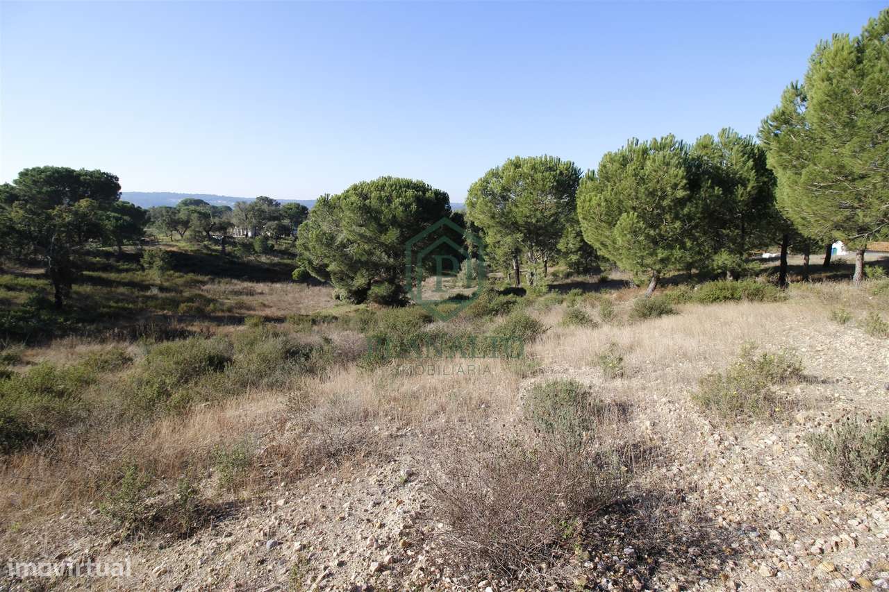Terreno Rústico  Venda em Mora,Mora-9