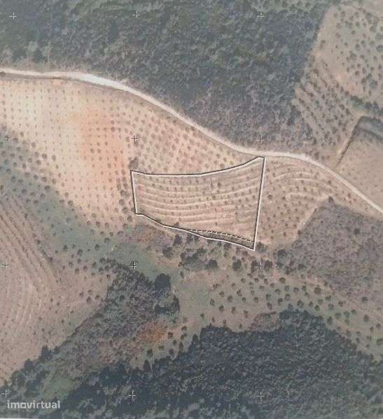 Olival e Amendoal - Grande imagem: 4/6