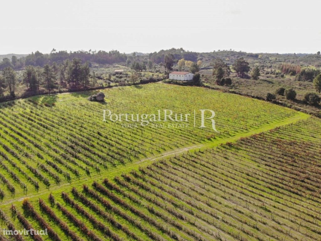 Vinha com 9.4 hectares na zona de Idanha-a-Nova