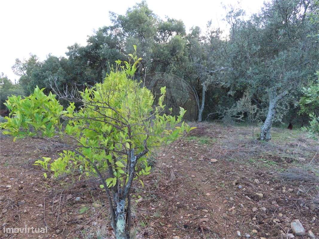 Quinta  para venda - Grande imagem: 4/23