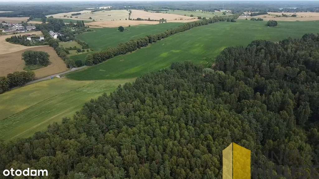 Działka leśna, las Pasieka 13 ha sprzedam - Pełny obrazek: 5/9