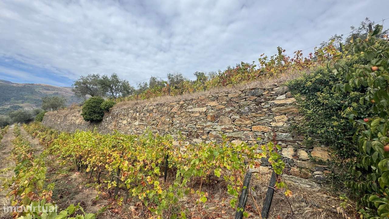 Quinta do Prado em Moura Morta, Régua-29