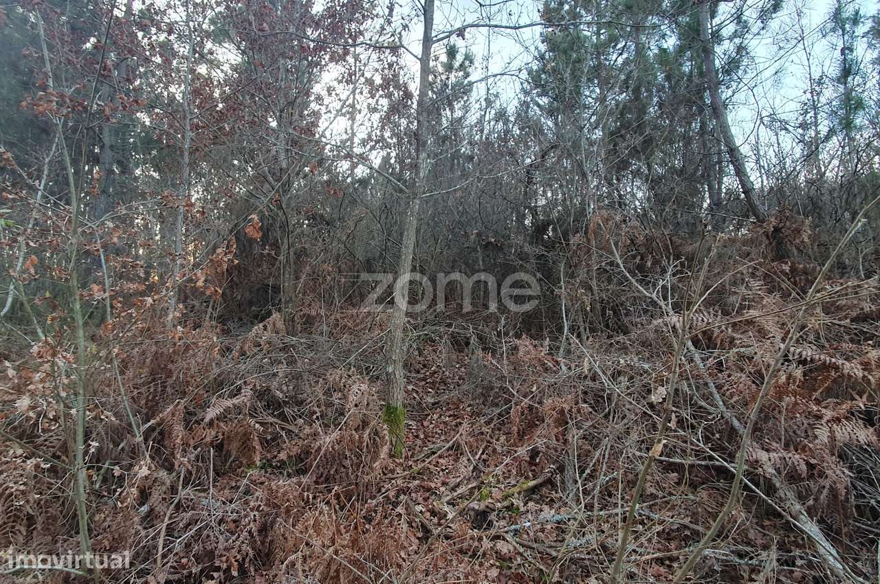 Terreno em Calde, Almargem (Viseu) – 1300 m2 - Grande imagem: 5/15