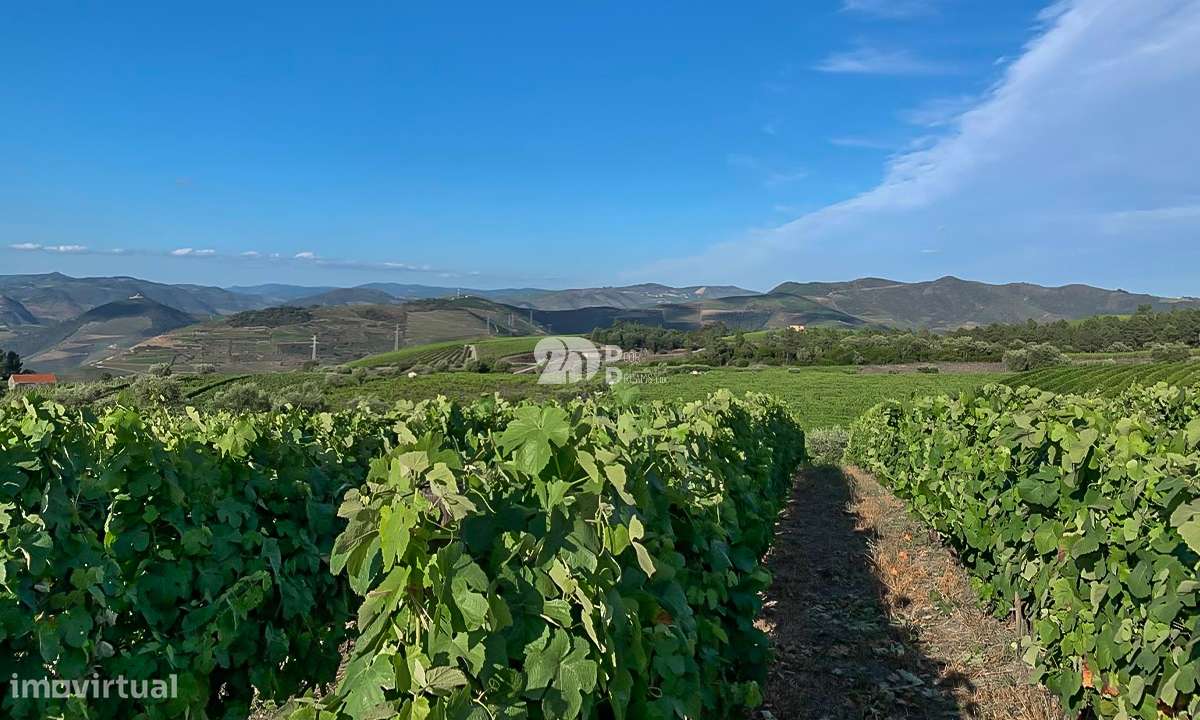 Quintas 263.310m² - Tabuaço - Grande imagem: 5/10