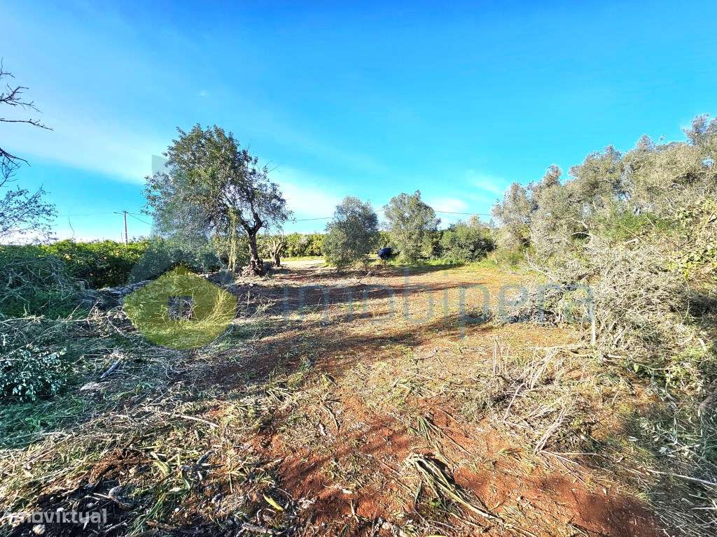 Terreno fértil em zona rural, para agricultura, projeto florestal, ... - Grande imagem: 4/13