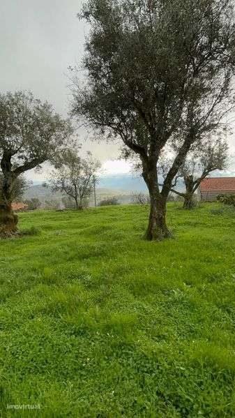 Terreno / Quintinha com 5 mil m2 em Algodres - Grande imagem: 4/9