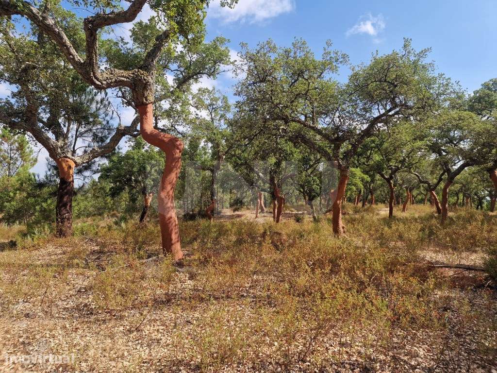 Terreno 14 HECTARES COM SOBREIROS E PINHEIROS-15
