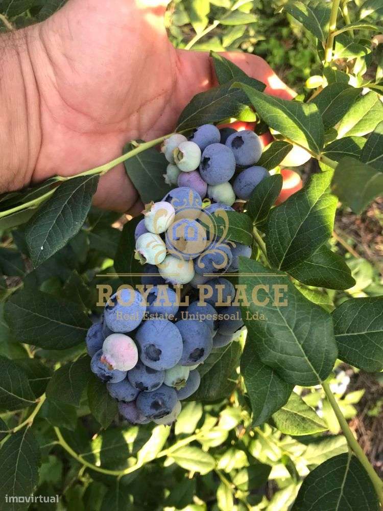 Quinta com armazém em Ossela, Oliveira de Azeméis-23