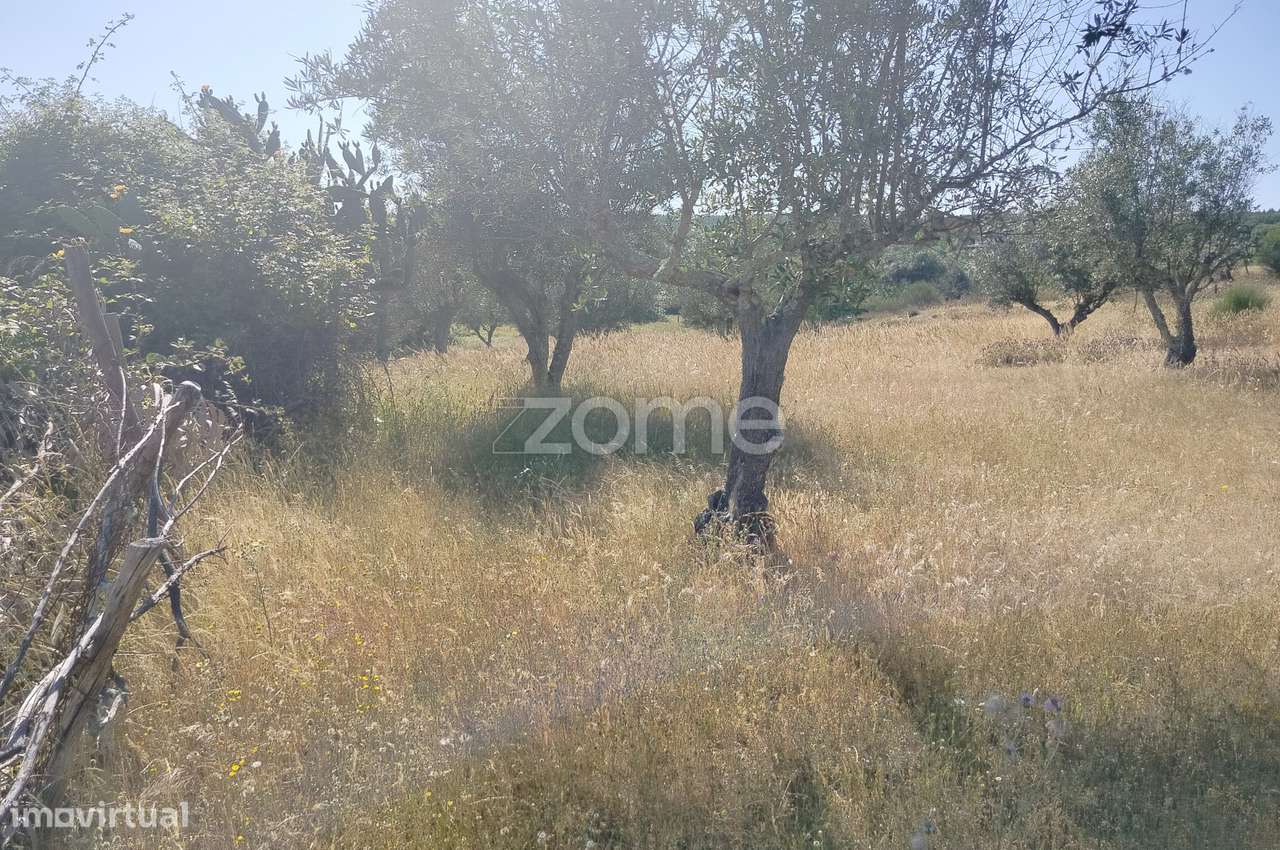 Vende-se terreno rústico em Cunheira, Alter do Chão - Grande imagem: 5/23