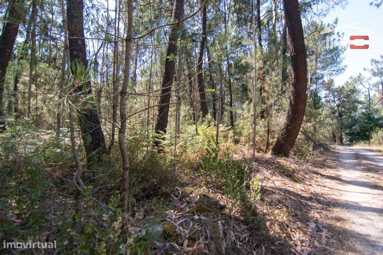 TERRENO RÚSTICO COM PINHEIROS E EUCALIPTOS EM DEMÓ S. MAMEDE - Grande imagem: 2/6