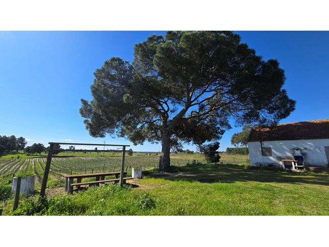 Herdade de 28.000m2 com vinha moscatel e habitações-4