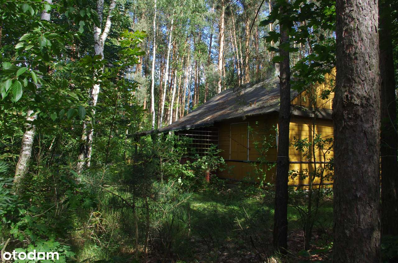 Sprzedam działkę leśną z domem drewnianym - Pełny obrazek: 4/7