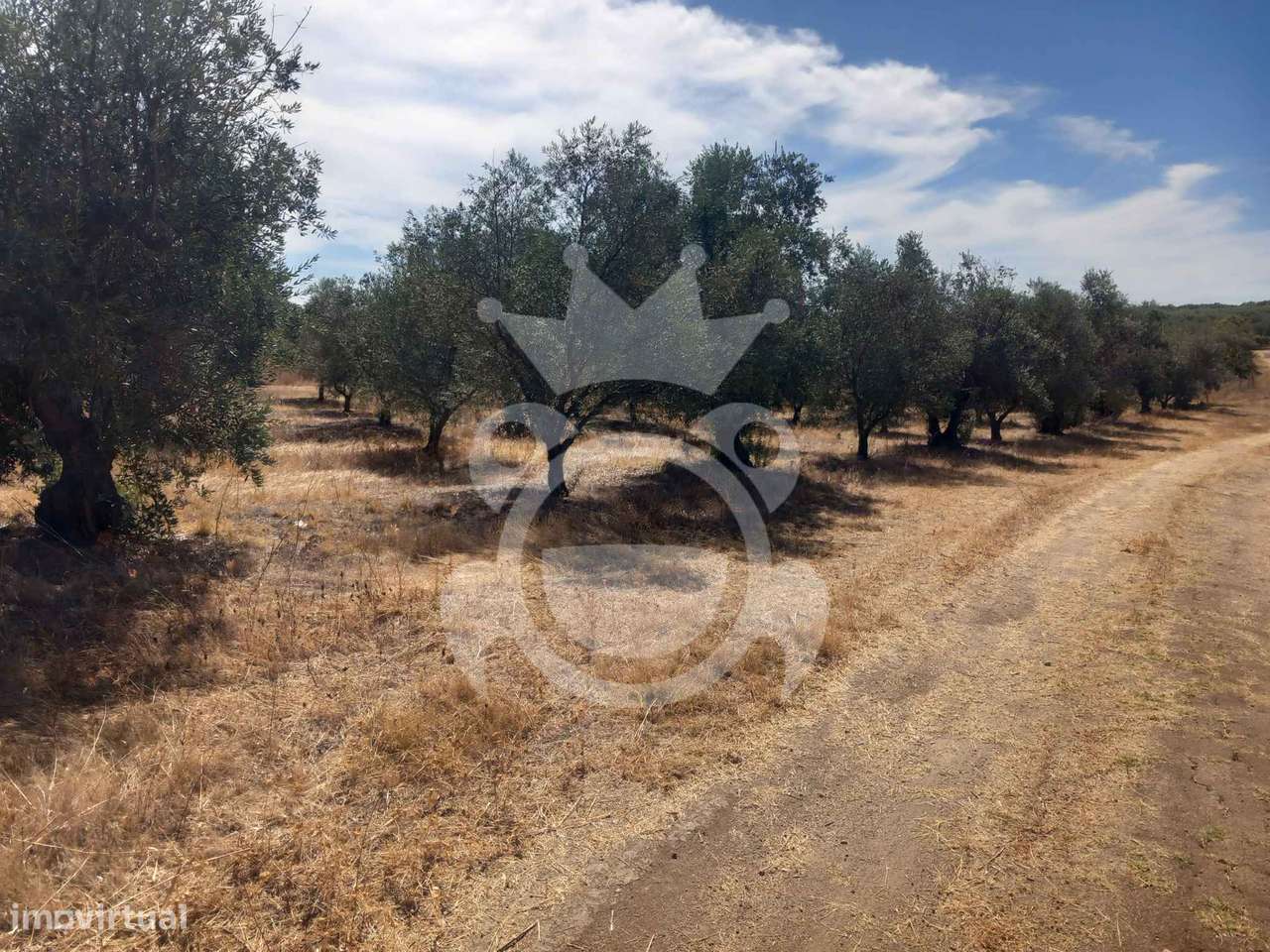 Olival tradicional com dependência agrícola - Vale de Vargo-29