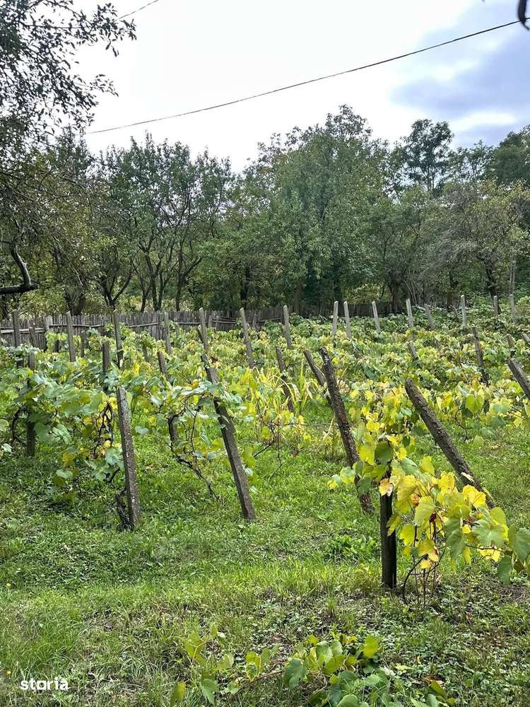 De vanzare casa batraneasca, teren 2600 mp, pret 13.000 euro - Imagine principală: 3/10