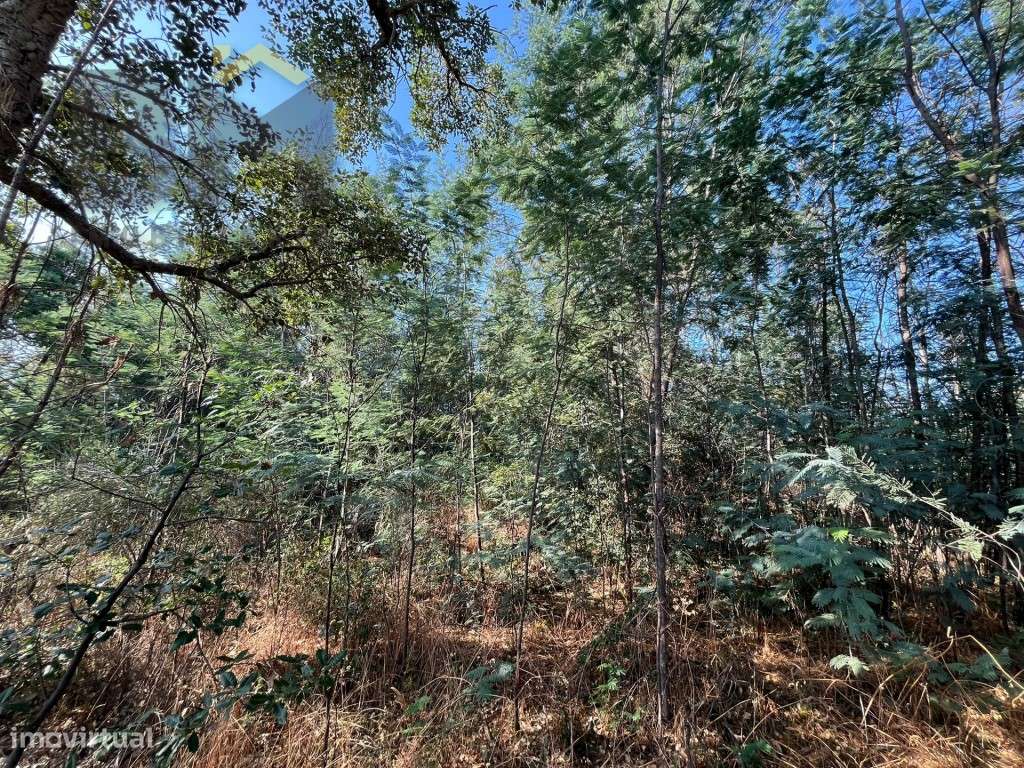 Terreno rustico com 9.320m2 para venda próximo ao Salgueiro do Campo! - Grande imagem: 3/6