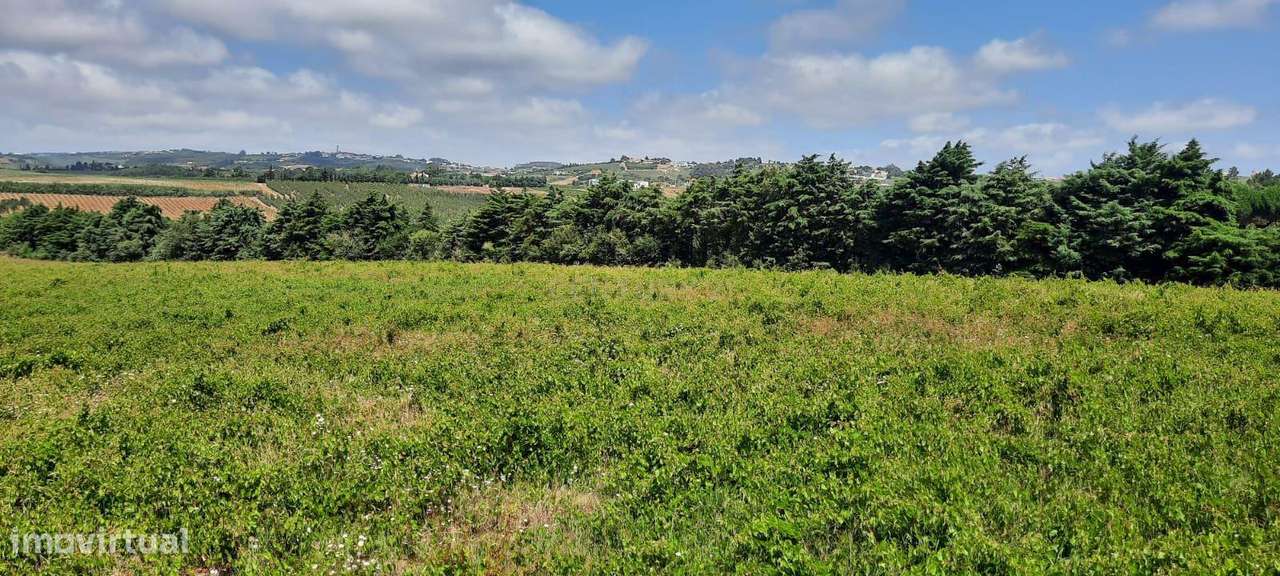 Oportunidade Única em Carvalhal, Bombarral: Terreno com possibilidade - Grande imagem: 3/5