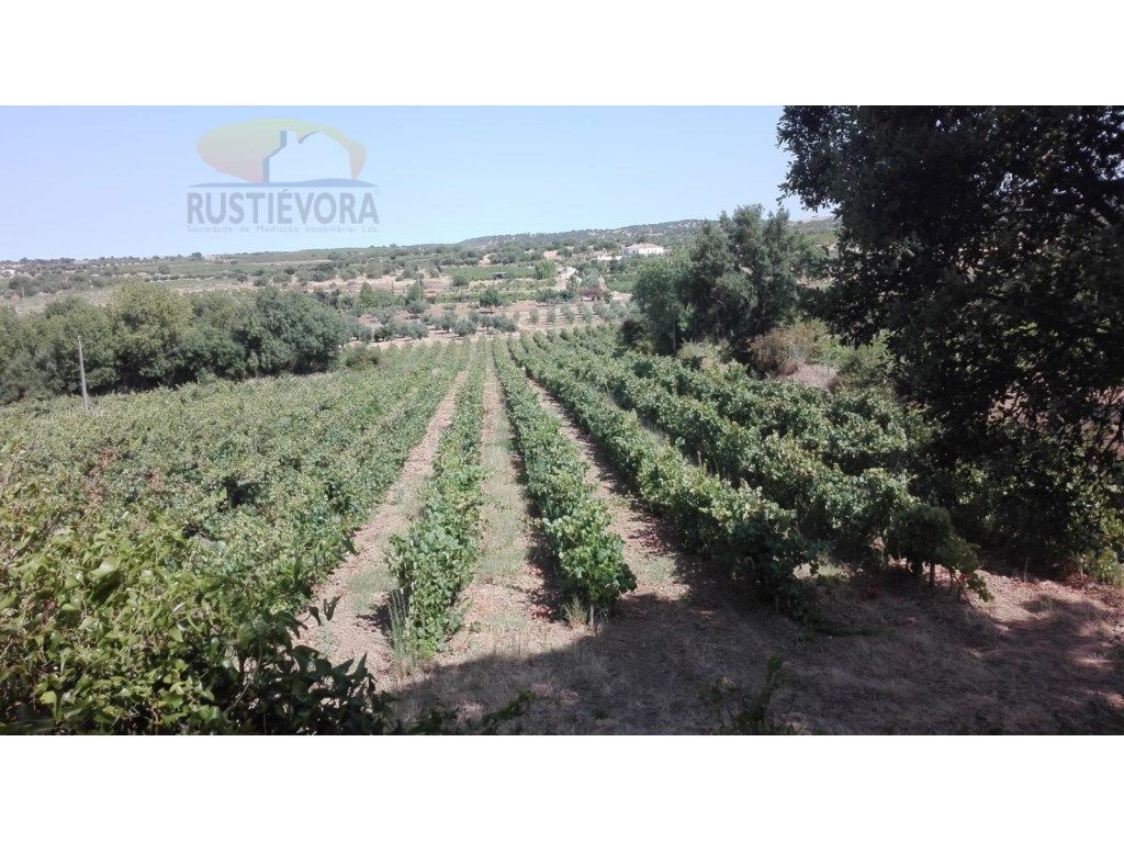 Propriedade com 7,8 ha | Exploração de vinhas, olival, mo...