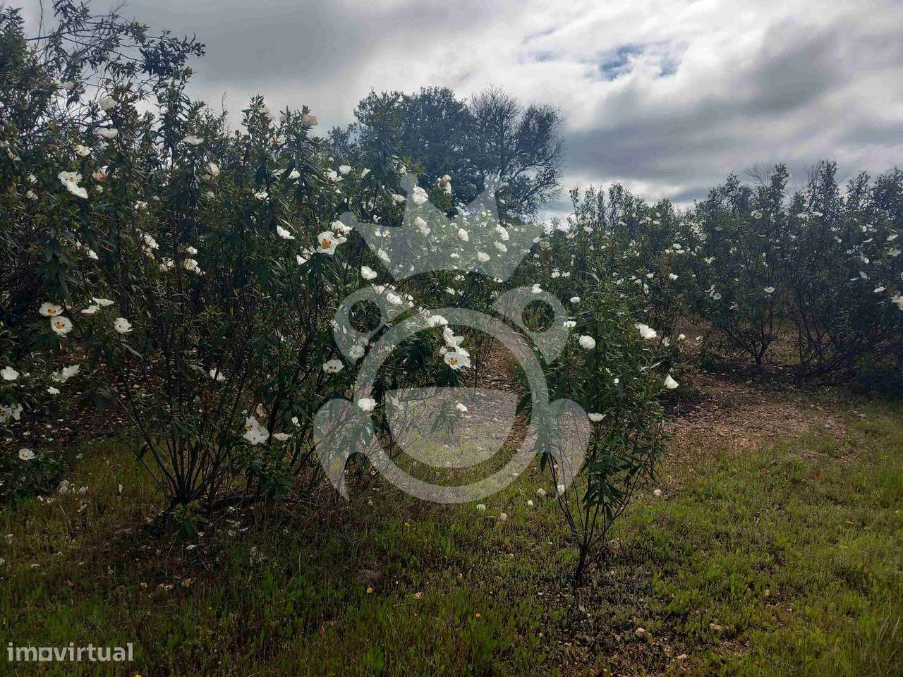 Terreno Rústico com ruína - 3Ha-9