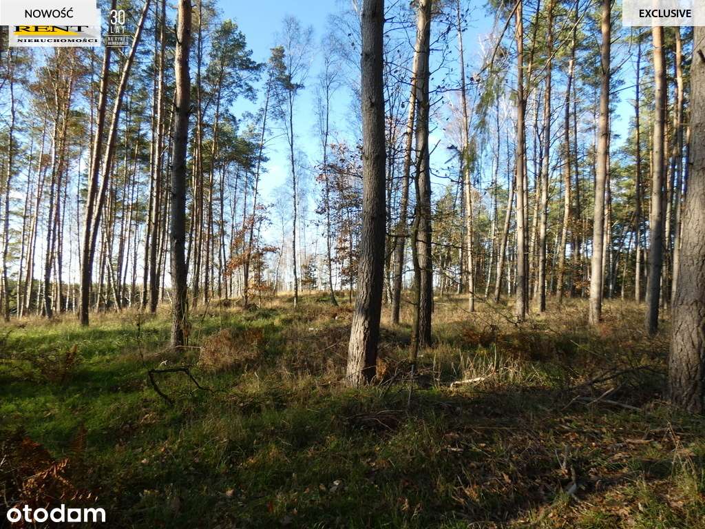 Działka pod lasem  blisko wody  Okazja - Pełny obrazek: 4/18
