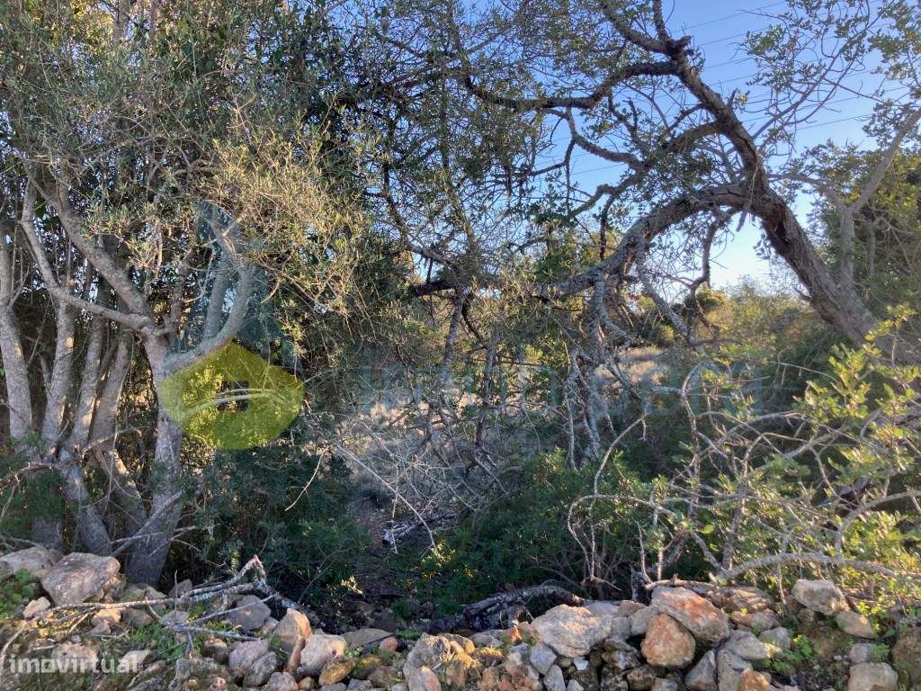 TERRENO RÚSTICO DE 3.200(m2) TOTALMENTE MURADO EM ZONA TRANQUILA-A ... - Grande imagem: 5/10