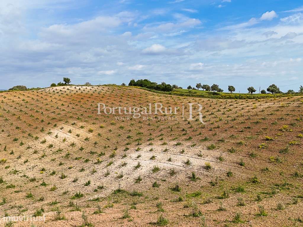 Quinta com 4,6 Hectares no Ribatejo - Grande imagem: 3/18
