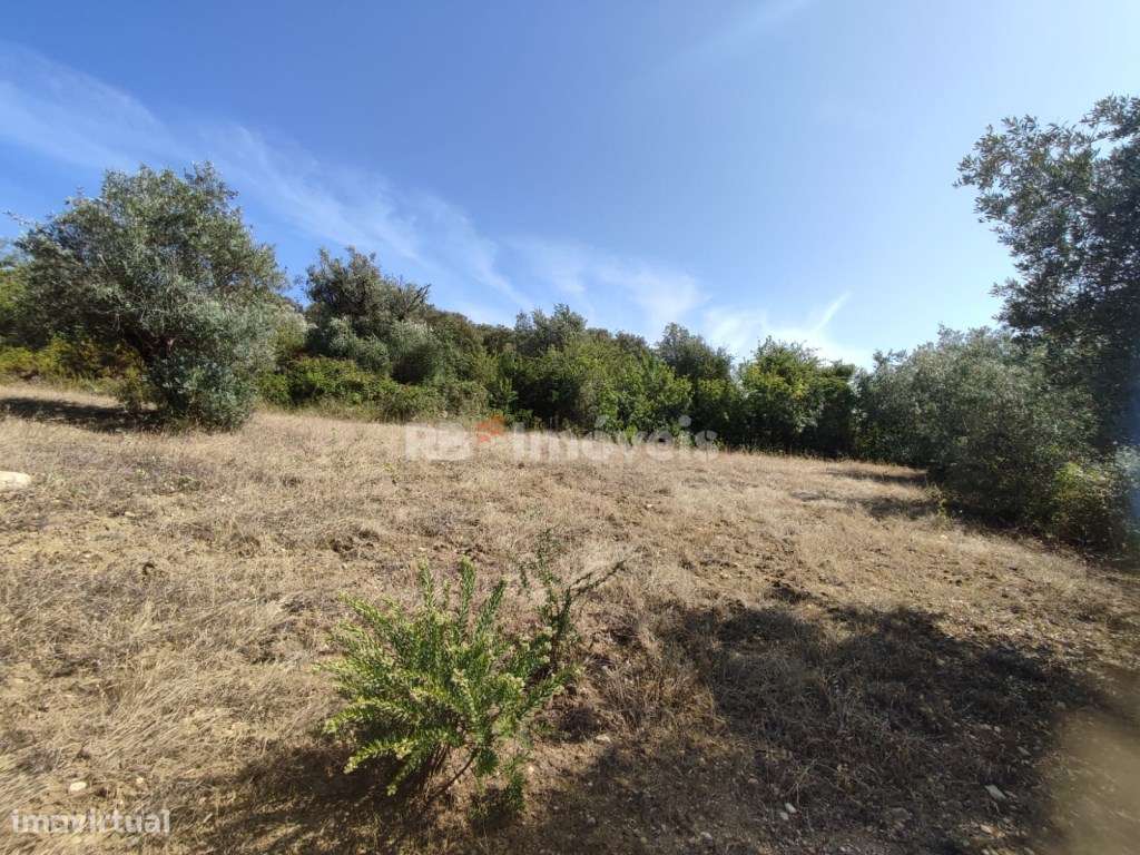 Terreno rústico com 4960m² - Sabrosa, Tomar - Grande imagem: 4/20