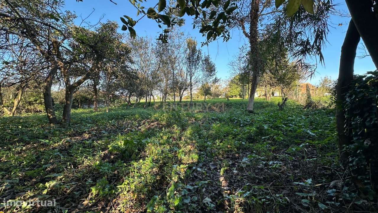 Casa para Recuperar em Oiã, Oliveira do Bairro-16