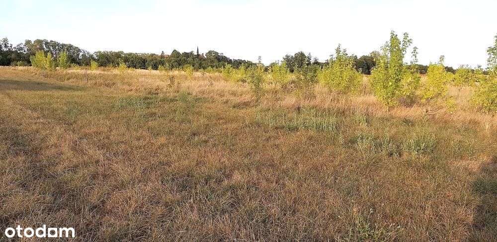 Działka, 900 m², Wilczyna - Pełny obrazek: 4/8