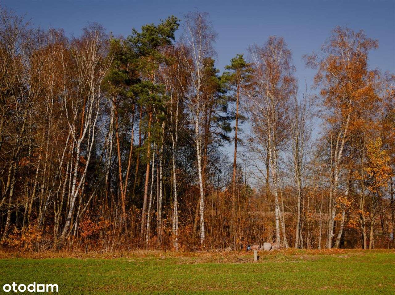 Działka siedliskowa - Krągi-12