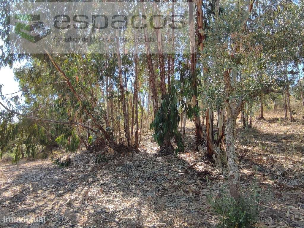 Terreno Rústico com 7 Hectares - Grande imagem: 4/28