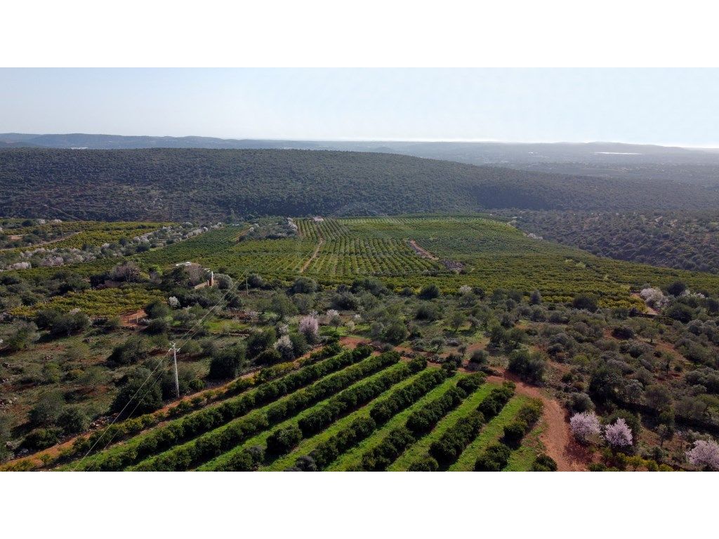 Pomar de citrinos em Produção com 80 hectares, Alte, Algarve