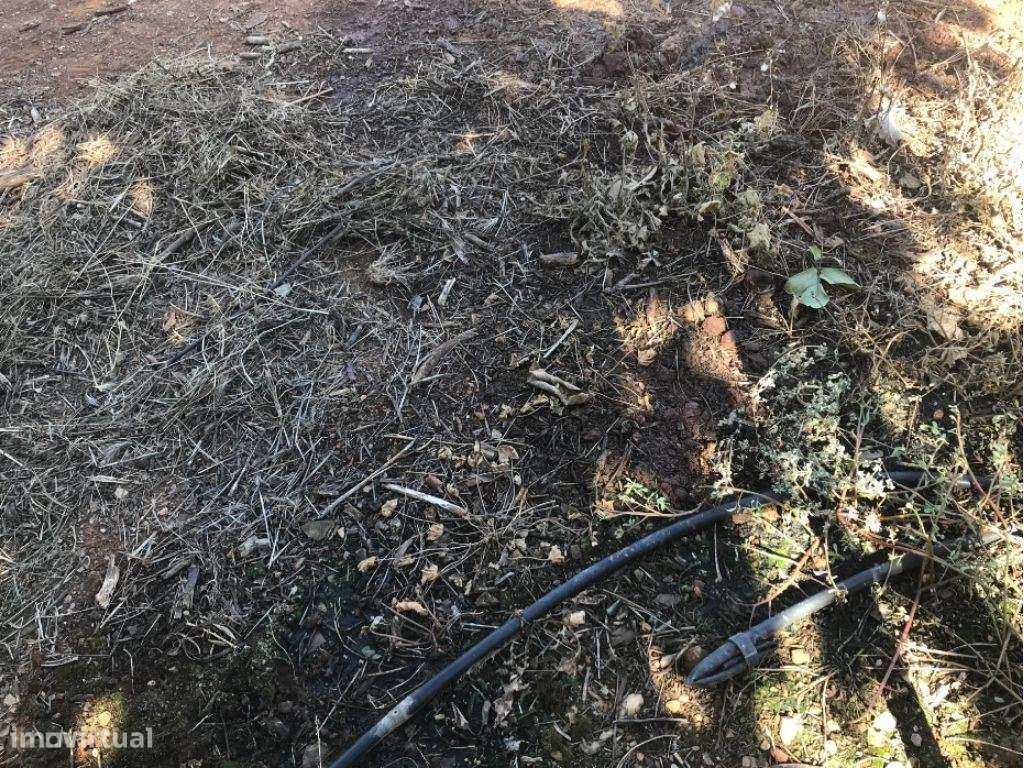 Estremoz Évora herdade 5ha projeto aprovado hotel Rural 4*e nogueir... - Grande imagem: 5/25