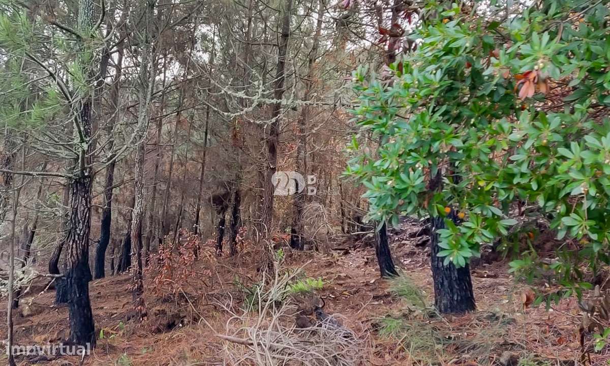 Terreno 8835m² - Távora-5