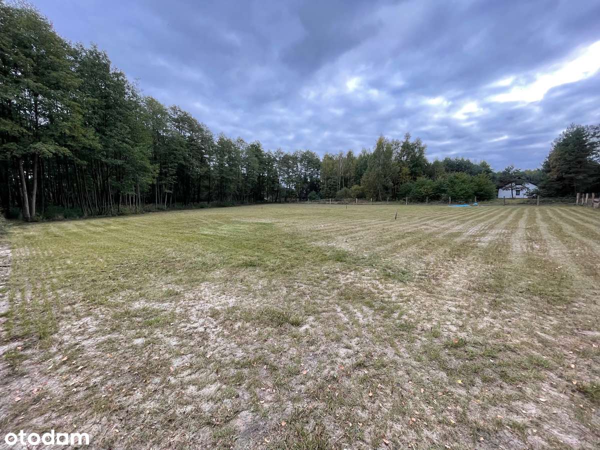 Dwie działki z własnym lasem/parkiem, prąd - Pełny obrazek: 5/12