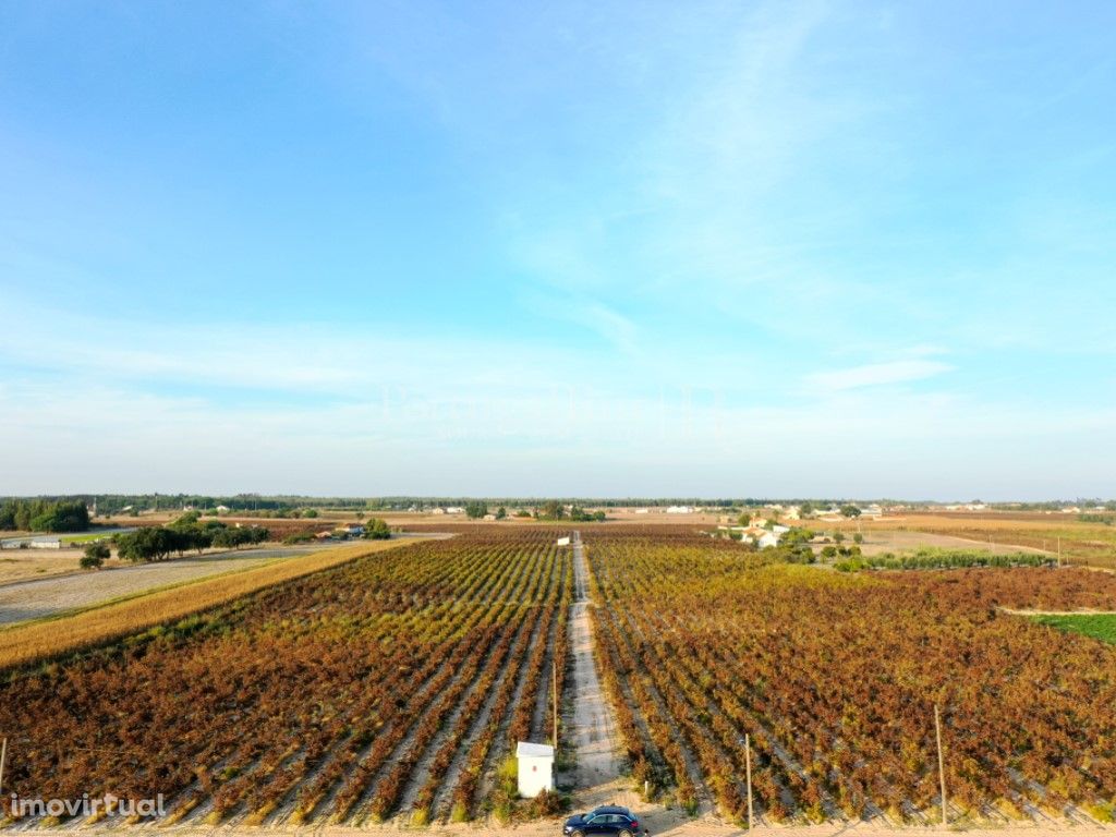 Quinta de vinha com possibilidade de construção de 2 mora...