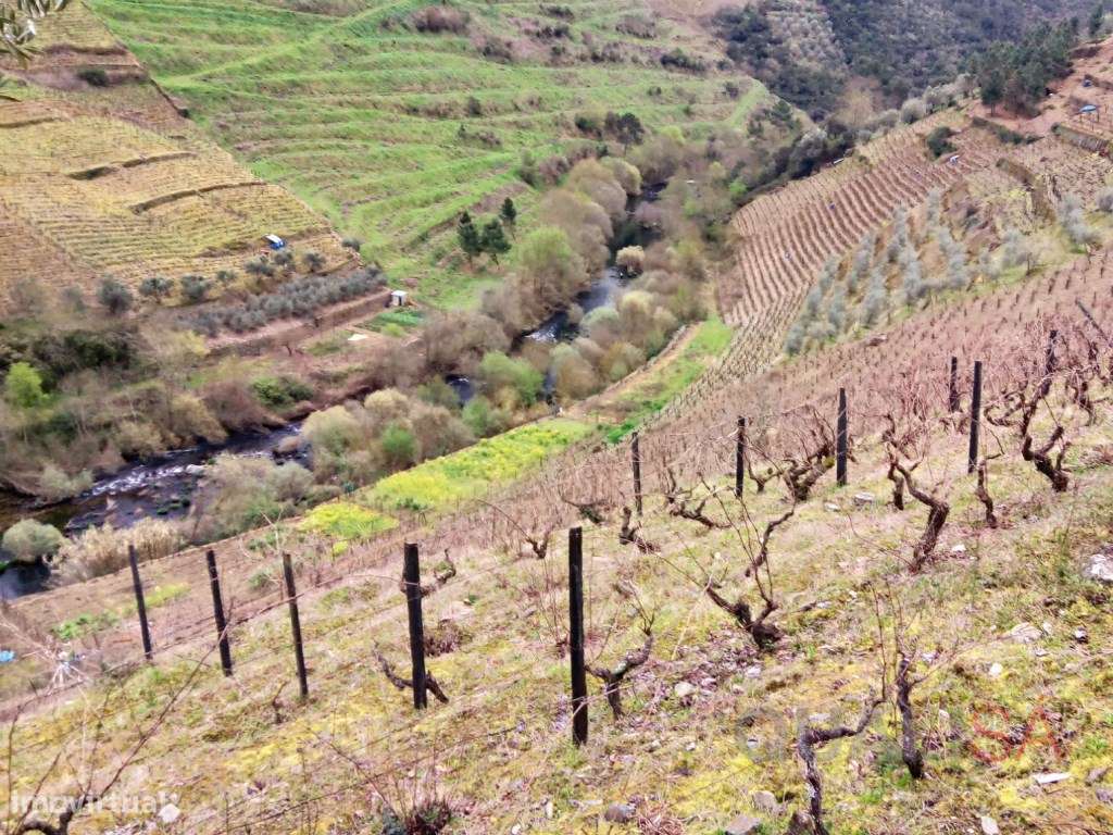 Quinta com 7ha e com projeto de remodelação, situada no Douro Vinha... - Grande imagem: 4/23
